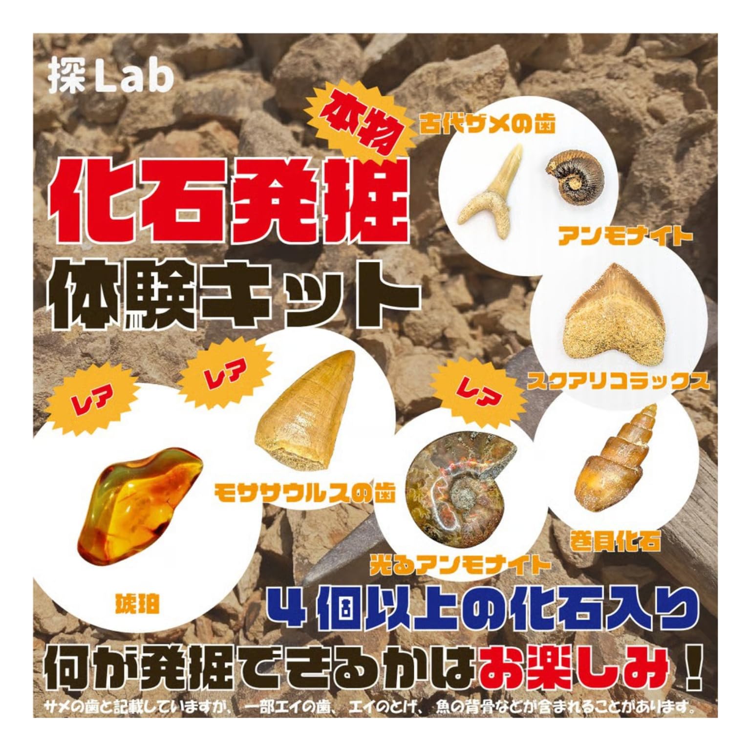 Amazon | 化石発掘体験キット（バラエティーセット）4個以上の化石入り